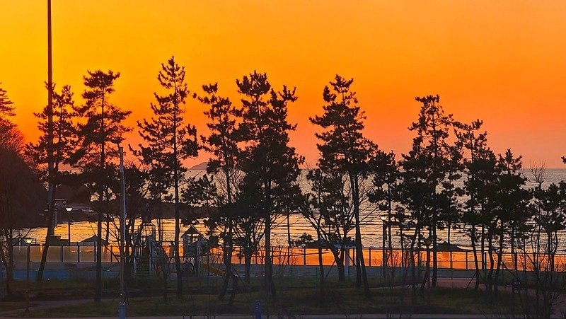 변산해수욕장 소나무 숲 너머 일몰